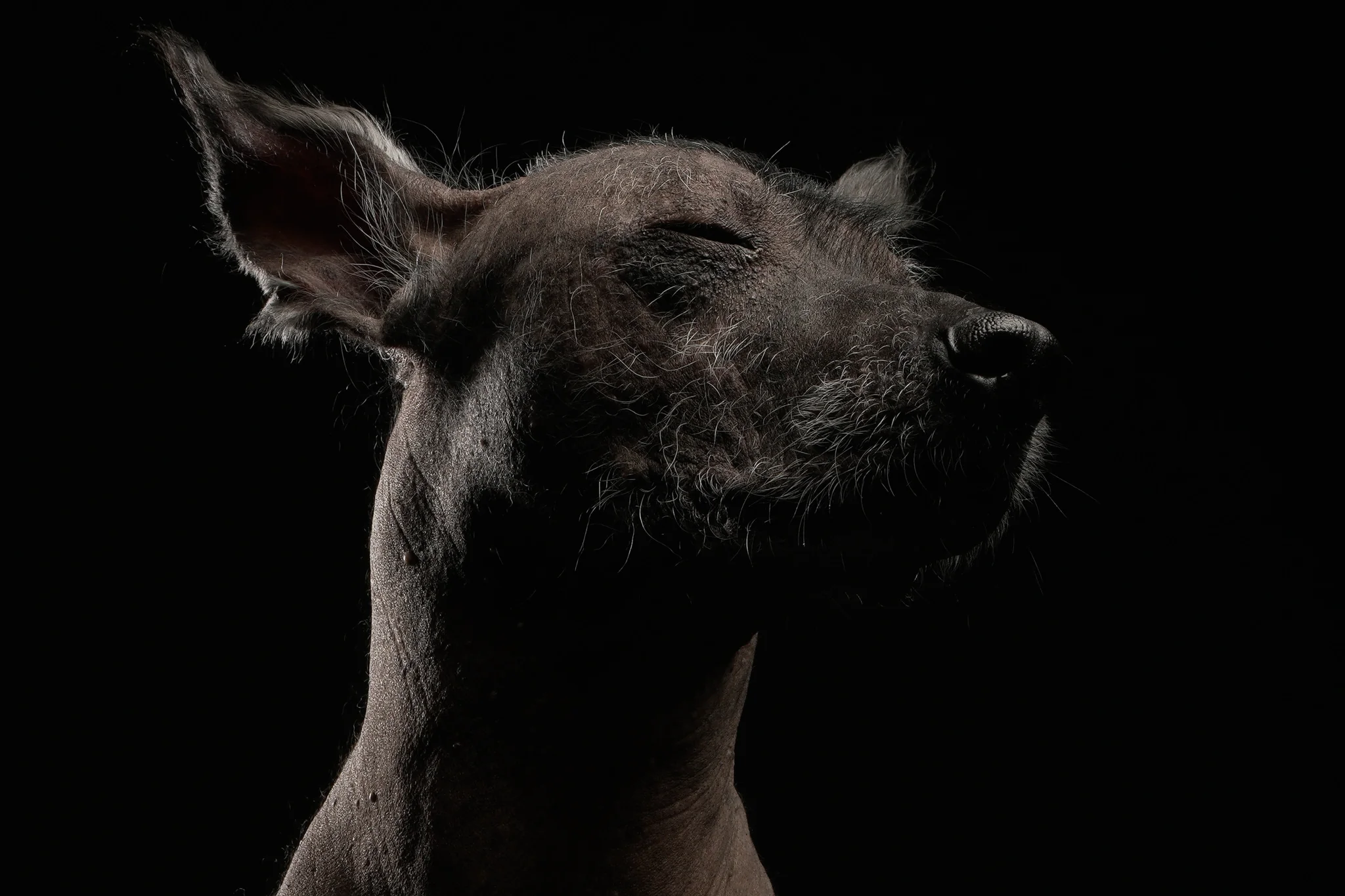 Side-angle portrait of a dark hairless dog with its eyes closed.